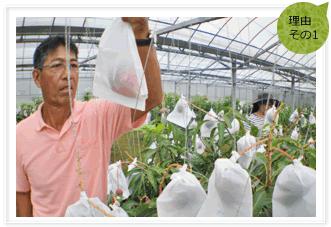 石垣島マンゴーはギリギリまで樹で熟成