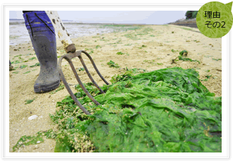 ときわマンゴー農園では最小限に抑えた土壌作りをしています