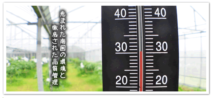 石垣島の恵まれた環境と徹底さｓれた品質管理