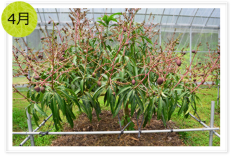 マンゴーは、4月ごろには卵くらいの大きさになります