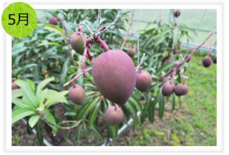 マンゴーは徐々に紫色になっていきます