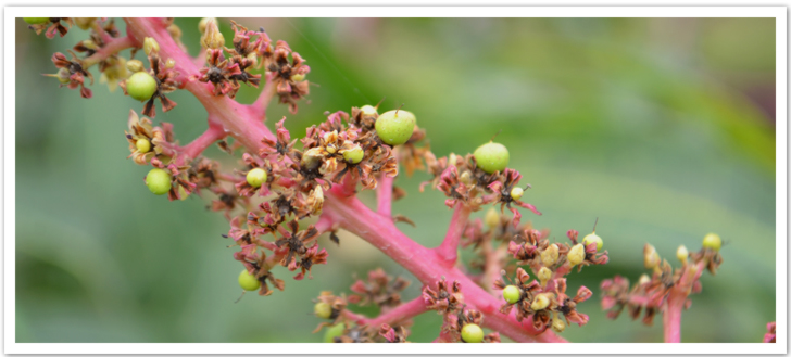 マンゴーの花、マンゴーの成長過程