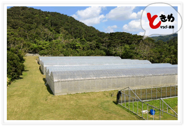 石垣島のときわマンゴー農園ビニールハウス