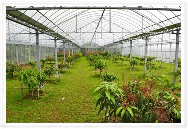 石垣島のときわマンゴー農園ビニールハウス