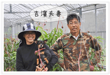 ときわマンゴー農園は吉濱夫妻で営んでいます
