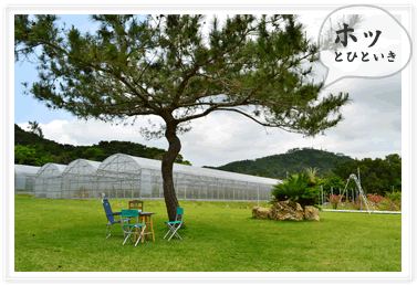 石垣島のときわマンゴー農園ビニールハウス